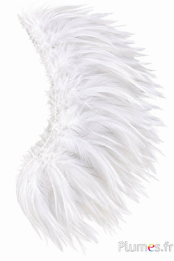 Frangia gallo - lungo. piume 10-15 cm - bianco